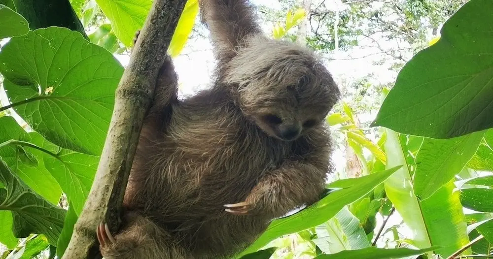 Monteverde National Park: Suspension Bridges Hike and Butterfly & Hummingbird Garden Visit — Green Life Tours